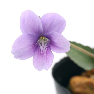 iR쑐jX~i俁jTCEiʉ_j2D5`3i1|bgjixԁj