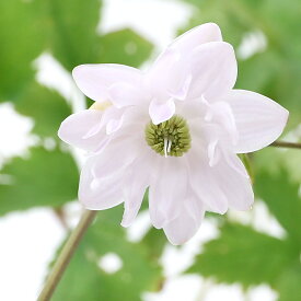 （山野草）八重咲きレンゲショウマ（八重咲蓮華升麻）　3号（1ポット）