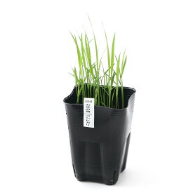 （ビオトープ）水辺植物　お米の苗　コシヒカリ（越光）（1ポット）観賞用稲　自由研究