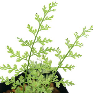 iR쑐jV_irjRomqmLV_itwrj3i1|bgjΐN