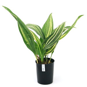 iR쑐jn@V̐5|@3`i1|bgjixԁj