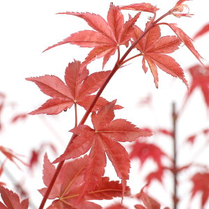 (盆栽)モミジ 出猩々(デショウジョウ)樹高40〜70cm程度 4号(1鉢)(休眠状態)