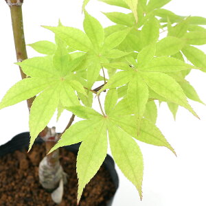 i~́j~W@|bg@uiIITJYLj4`6i1jsixԁj