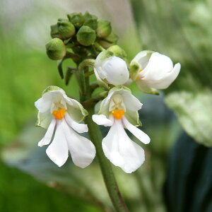 iR쑐jGrliCVj_}GrliBCVj@4i1|bgjixԁj