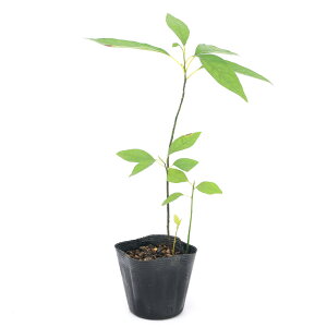 iR쑐j~́@NWij3@Yʖi1|bgjixԁj