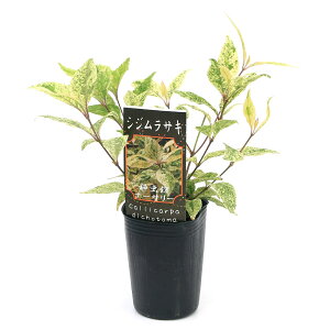 iR쑐jTLVLu@VWTL@iXj3`4i1|bgjixԁj