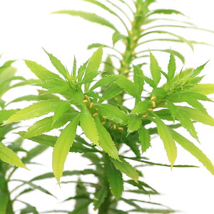 iR쑐jV_irjIjgEQVoiSŁj3i1|bgjΐN