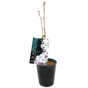 (山野草)盆栽 サクラ(桜)天の川(アマノガワ)3.5〜4号(1ポット)