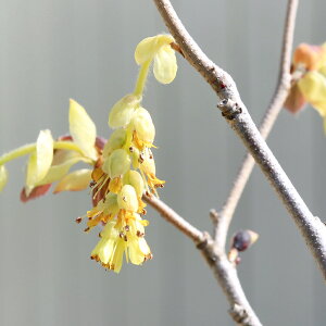 (山野草)盆栽 トサミズキ(土佐水木) 5号(1ポット)(休眠状態)