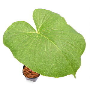 iR쑐jATG}@t@[QV[(Arisaema@fargesii)@3`4i1|bgjixԁj