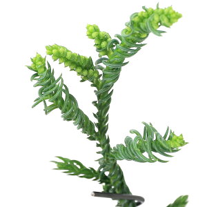 (山野草)盆栽 ラセンスギ(螺旋杉)3号〜(1ポット)(休眠状態)