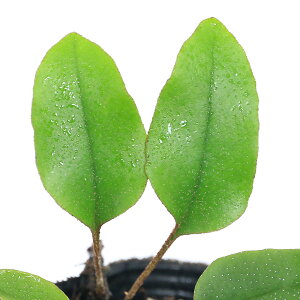 iR쑐jV_irjq}oqgcoiPۗtctj3i1|bgjΐN