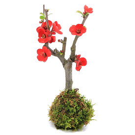 （山野草）苔玉　ボケ（木瓜）品種表記無し　（1個）観葉植物　コケ玉