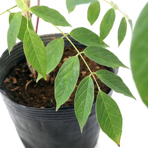 iR쑐j~́@AJtWiAJj4i1|bgjixԁj