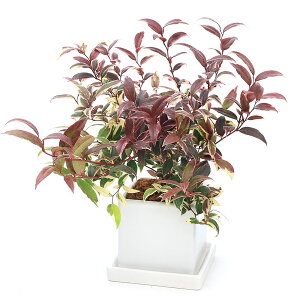 iϗtAjmCie@픫A@_CXMi1jMt@A@@@v[g