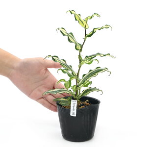 iR쑐jzggMX@O@3i1|bgjixԁj