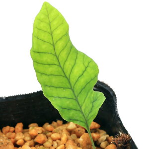 iR쑐jV_irjY@~cfE{ViOc藠j3i1|bgjΐN@A