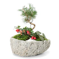楽天市場】石鉢（盆栽｜花・観葉植物）：花・ガーデン・DIYの通販 