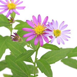 iR쑐jLNiejԃmRMN@igEZj3i1|bgjN@hixԁj