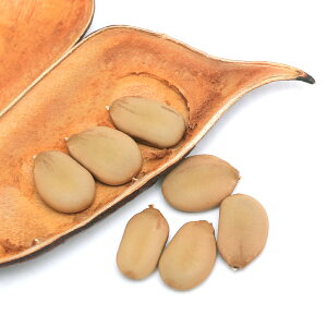 iϗtAjq@JGTsjA@Tbp̎i1jۏ؂Ȃ