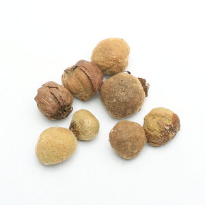 iϗtAjq@`[N̎i1jۏ؂Ȃ