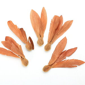 (観葉植物)種子 ラワン フタバガキの種(1粒)発芽保証なし