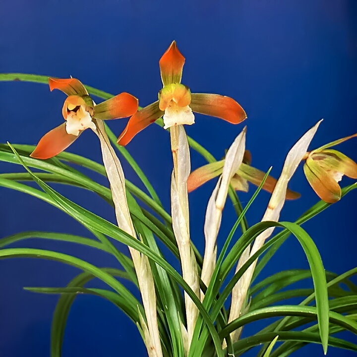 シュンラン（春蘭） 思い出の山野草・高山植物 | 花一匁のブログ （山 