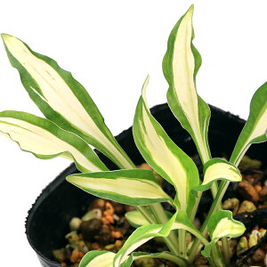 iR쑐jM{EVi[j@Js^@3i1|bgjixԁj