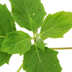 iR쑐jLQVE}i@؏jixԁj3i1|bgjixԁj