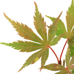 iR쑐j~́@in~W@P@3i1|bgjixԁj