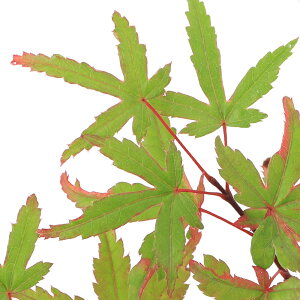 (山野草)盆栽 品種系モミジ 紅不思議(ベニフシギ) 3号(1ポット)(休眠状態)