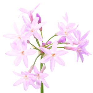 irIg[vjA@t^WicoMA@rIZAj3i1|bgjAixԁj