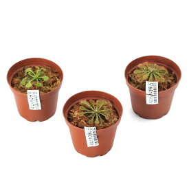（食虫植物）日本産モウセンゴケ　3種セット（休眠状態）（休眠状態）