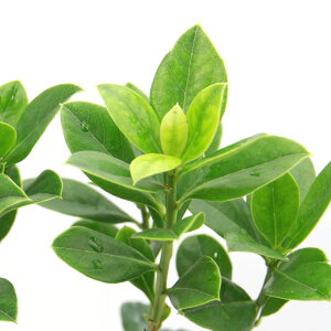 iR쑐j~́@hE_ccWiUPj4i1|bgj؁ixԁj