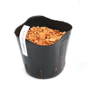 iR쑐jiSjdIjidSSj2D5`3i1|bgjixԁj