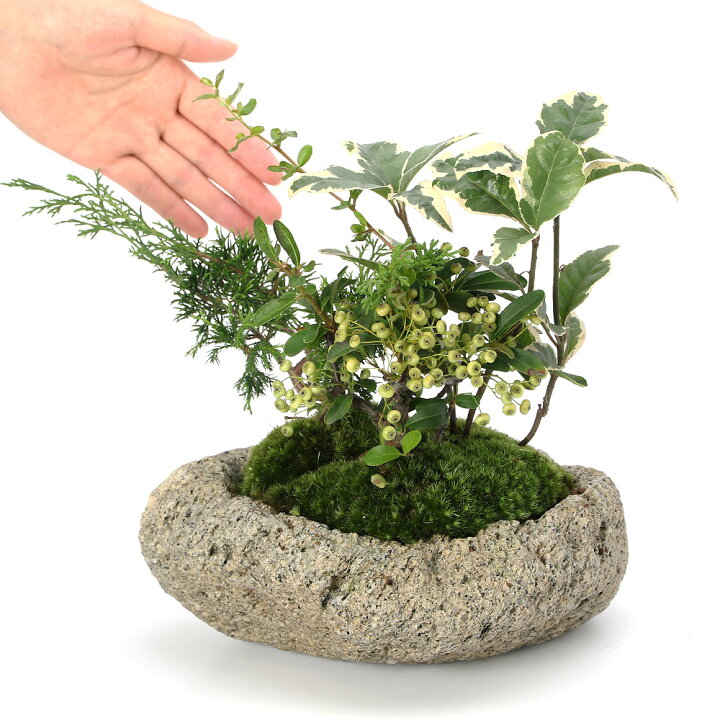 楽天市場】（山野草）苔盆栽 クリスマスカラーの寄せ植え 白溶岩石鉢M