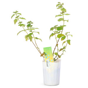 iR쑐jtniVLu@3i1|bgjixԁj