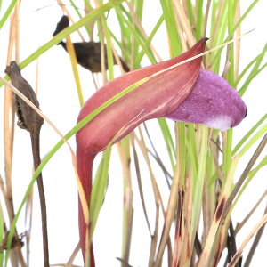 iR쑐jioMZihCgXXLjiς݁j3i1|bgj񐶐Aixԁj