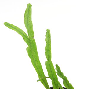 iR쑐jV_irj@mLVmu@]Ẽni@3i1|bgjΐN