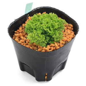 iR쑐jV_irjqJSPiNbVXAqJ^}N}SPj3i1|bgjΐN