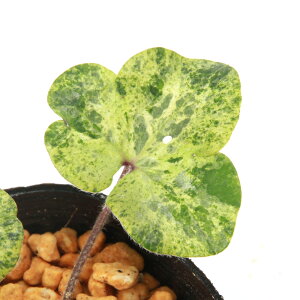 iR쑐jL\EiኄjtiFinQVLjt|i@3i1|bgjixԁj