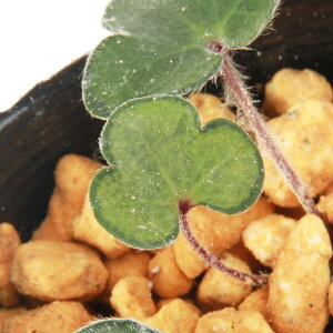 iR쑐jL\EiኄjΖPiNzEjt|i@3i1|bgjixԁj