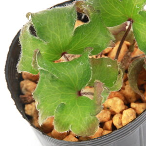 iR쑐jL\EiኄjtiLMojt|i@3i1|bgjixԁj