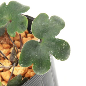 iR쑐jL\EiኄjXti`E`Eojt|i@3i1|bgjixԁj