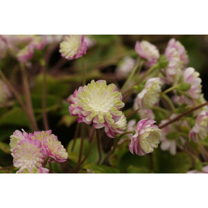 iR쑐jL\Eiኄj߁iAJldjd炫@3i1|bgjixԁj