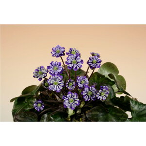 iR쑐jL\EiኄjuiQWz^ji炫@3i1|bgjixԁj