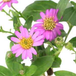 iR쑐jLNiej@qmRMNiP썮ej@gXq@3i5|bgjixԁj