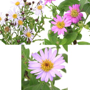 iR쑐jLNiej@qmRMNiP썮ej@3Zbg@PEԁEgXq@3i3|bgjixԁj