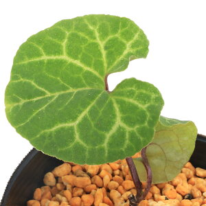 iR쑐jJAICijTCViאhj@Tb@3i1|bgjÓT|