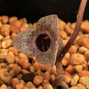 iR쑐jJAICij}gJAICiaj3i1|bgjÓT|